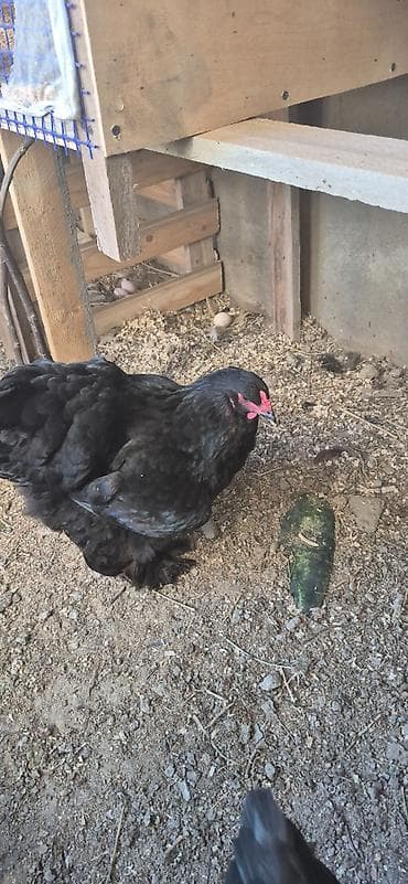 brama cucesi: Brahma cinsindən dekorativ toyuqlar və xoruzlar - Rənglər: qara (ipək — 3