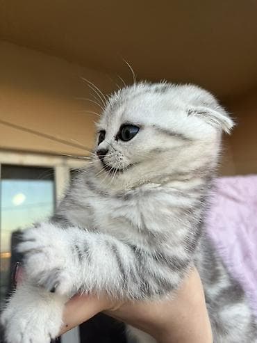 ordek balası: Şotland, Erkək, Dişi, Pulsuz çatdırılma — 3