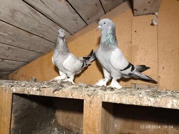 магазин собак в баку: Takla Türkiyə cüt 80₼
Satışda başqa taklalarda var — 1