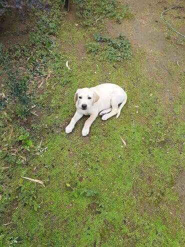 лабрадор купить: Labrador-retriver — 1