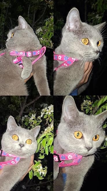 mavi rus pişiyi: Britan, Dişi — 6