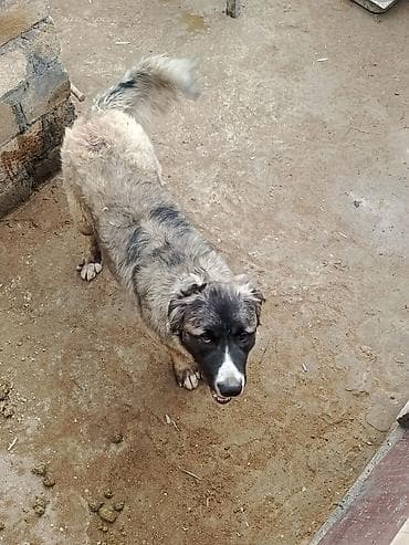 toy pudel satisi: 1 il, Erkek, Peyvəndli, Ödənişli çatdırılma — 2