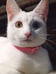 pişik tualet: Erkək, Dişi, Yaxşı əllərə, Ödənişli çatdırılma — 8