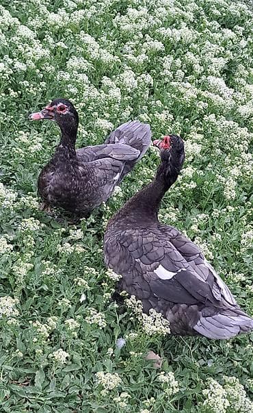 Erkək, | Macar, Damazlıq, Pulsuz çatdırılma