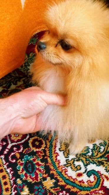 дрессировка собак баку: Şpitz — 2