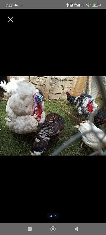 gilezi yumurta: Hinduşka yumurtası hind quşu Mayalı hinduşka yumurtası Bilgəh - — 5