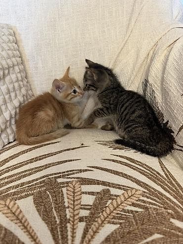 pişik balaları: Tabbi, Erkək, Dişi, Yaxşı əllərə, Ünvandan götürmə — 4