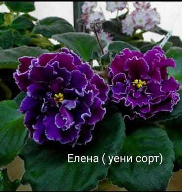 gül şəkilləri profil üçün: 5 — 16