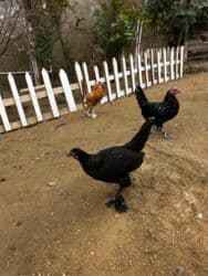 Inəklər, öküzlər: Toyuq, Yumurtalıq, Ünvandan götürmə — 8