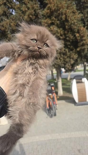 pişik aliram: Şotland uzun tüklü, Erkək, Yaxşı əllərə, Pulsuz çatdırılma — 3