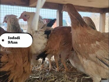 Chery: Курица, Для разведения, Самовывоз, Бесплатная доставка, Платная доставка — 5