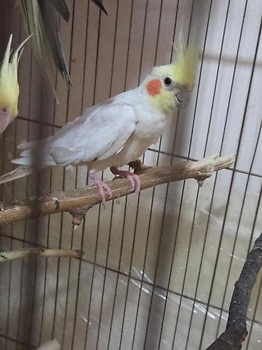 Птицы: Ağ dişi albinos bilenler bilir nadir hallarda tapılır bu sort aktiv — 2