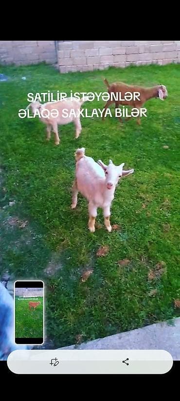 Satışda – oğlaqlar Məhsulun təsviri: - Şəkillərdə görünən sağlam