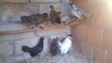 cucələrin satışı: Toyuq cücələri, Damazlıq, Ödənişli çatdırılma — 2