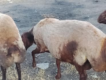 qoca qoyun: Damazlıq ana Qala qoyunları. Öz təsərüfatımın heyvanlarıdır. Ünvan — 2