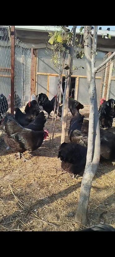 cuce dami: Alman cinsi australorp cücə və yumurta sifarişi qəbul olunur. bütün — 19