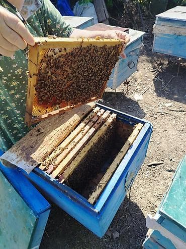hava kompresoru satilir: Arı satıram hamsı dadan yeşiklərdi 8 10 ramka 230 manat 5 6 ramka 170 — 1