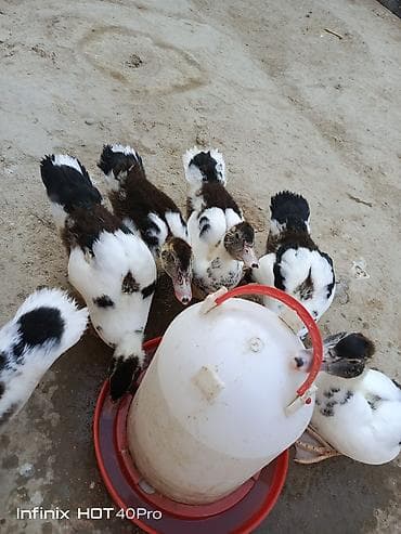 hamster satis: Gördüyünuz 52-53 günlük lal ördəklərdir 5 ədədi satılır ünvan binə — 2