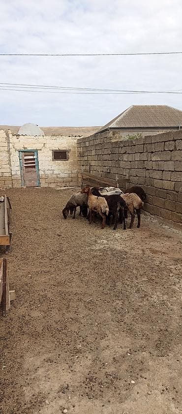 cucelerin satisi: Qoyun sürüsü – qarışıq rənglərdə, yerli ətlik-yunlu tip - Növ: yerli — 4