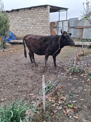 inəyler: Dişi, il: 4, Damazlıq, Ünvandan götürmə — 3