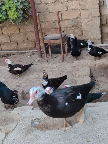 geref quşu: Muscovy ördəkləri (indi yetişdirilən sürü) - Rənglər: qara, ağ ləkəli — 1