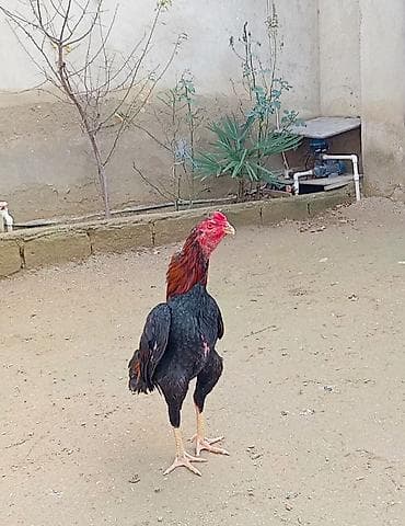 Salam. Güclü cins həyrati becələr satılır. Fərqli cinslərdi fərqli