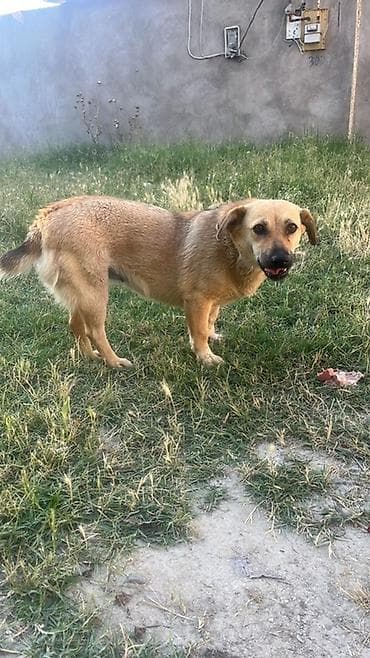 labrador retriever satilir: İt – orta ölçülü, qısa tüklü, qəhvəyi rəngdə, sinəsində və — 7