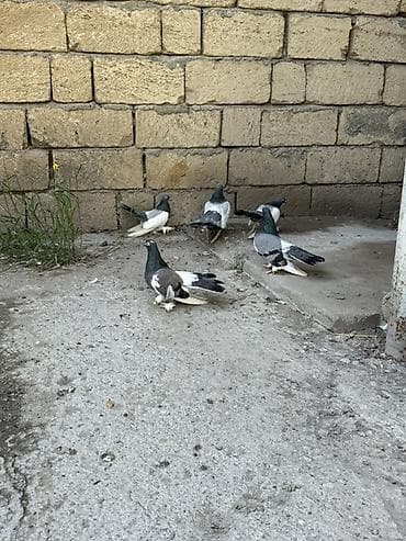 lalafo qoyun satisi: Statlar ve hünkarilər satilir ciddi alicilar yazsin ve ya zeng ede — 2