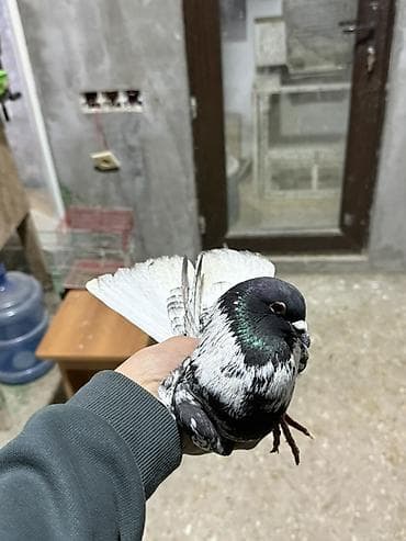 sağsağan quşu: Göyercin qarabas ekey qizğin qusdu 15 m qiymet sondu — 4