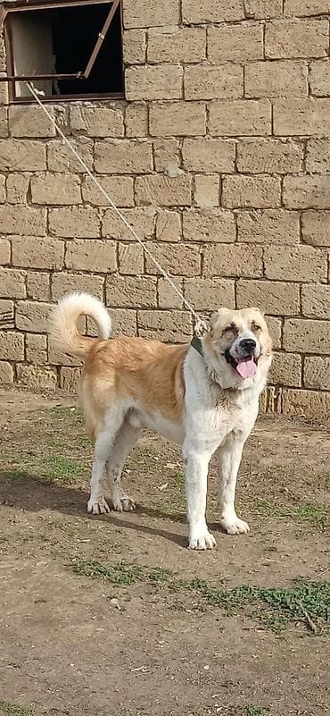 Qurdbasar, 2 il, Erkek, Peyvəndli, Ödənişli çatdırılma lalafo.az -da Qurdbasar, 2 il, Erkek, Peyvəndli, Ödənişli çatdırılma