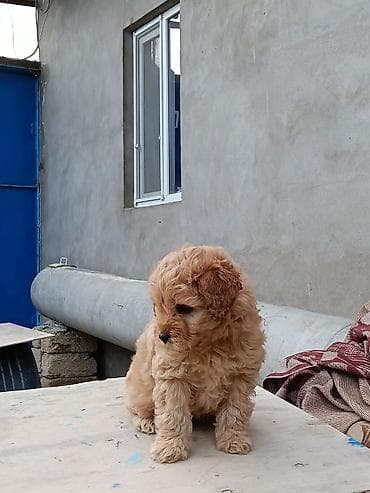 Pudel, 7 ay, Erkek, Peyvəndli, Ünvandan götürmə
