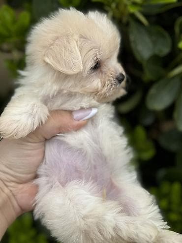 cins heyvanlar: Peyvəndli — 5