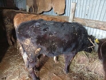 Qoyunlar, qoçlar: Razılaşma yolu ile — 1