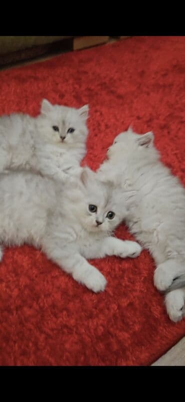 шиншилла британская: Şinşilla — 1