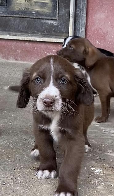 qumru quşu rusca: Koker spaniyel, 2 ay, Dişi, Peyvəndli, Ödənişli çatdırılma — 9