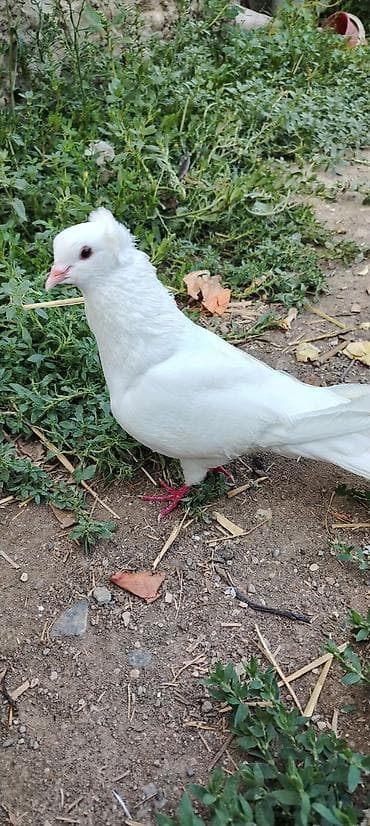 Ağ rəngli bəzək göyərçini - Növ: bəzək/şou tipli göyərçin - Rəng: tam — 1