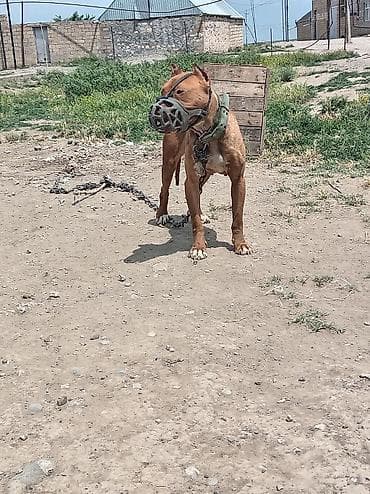 pitbull it: Pitbul — 1
