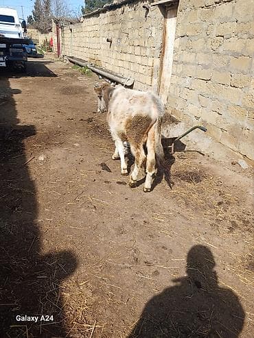 Erkek dana sstilir cox tecili tecili stilir sok sok qiymete gelin