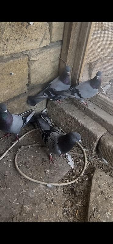 danisan quslar: Məhsul: Ev göyərçinləri (qara zolaqlı boz rəng gamutunda) Təsvir: - — 3