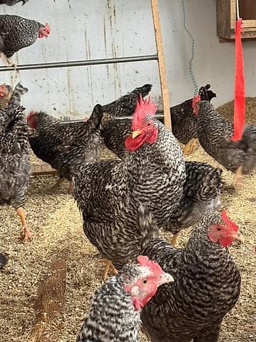 kənd toyuqlarının satışı: Toyuq, Damazlıq, Ödənişli çatdırılma — 3