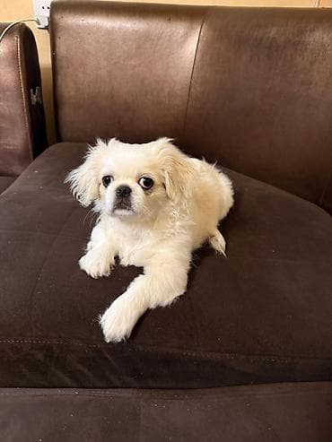 Pekines, 3 ay, Erkek