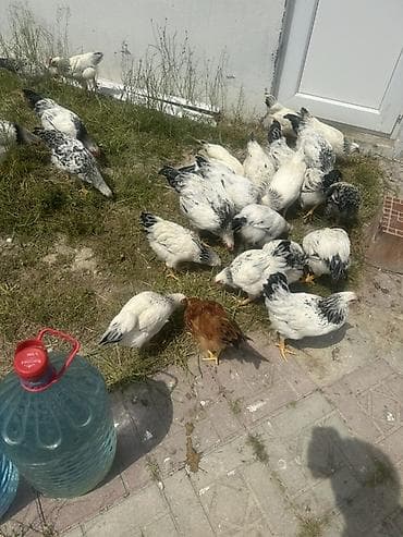 Xoruzlar: Toyuq, Damazlıq — 5