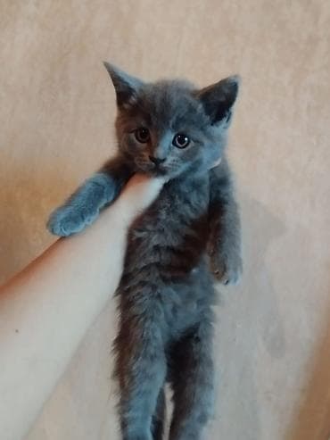 Boz tüklü balaca pişik balası - Yumşaq, tüklü boz rəngli körpə pişik