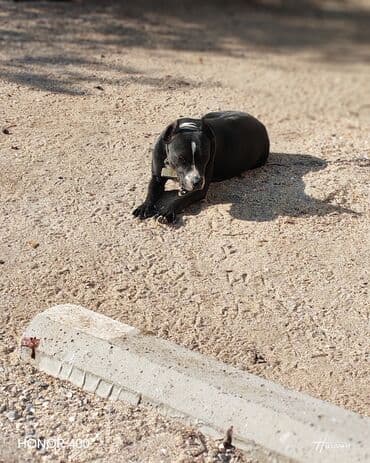 Chevrolet: Pitbul, 2 il, Dişi, Peyvəndli, Ödənişli çatdırılma — 2