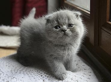 Digər heyvanlar: Şotland, Erkək, Dişi, Yaxşı əllərə, Ünvandan götürmə, Pulsuz çatdırılma, Ödənişli çatdırılma — 4