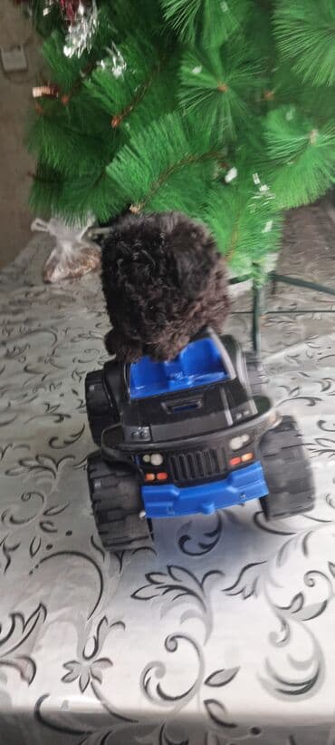 it balası satışı: Pudel, 1 ay, Erkek — 8