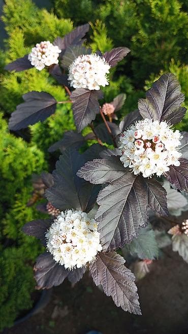otaq gullerinin adlari: Lənkəran dan Gul ve Ağac Bütün Bölgələrə Səliqəli Çatdirilma Edirem — 3
