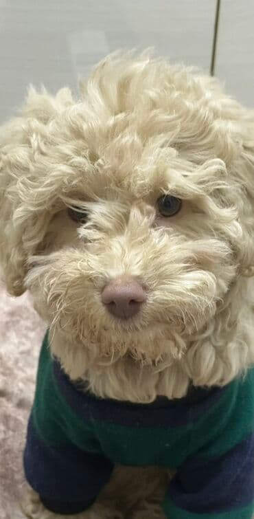 той пудель цена в баку: Пудель, 2 года, Самец, Для вязки — 16