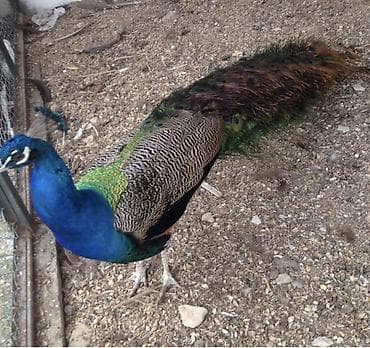 kəklik quşu: Məhsul: TOVUZ quşu (erkək) 240 AZN TAM QIZGIN ERKEK. Real Alicilar — 1