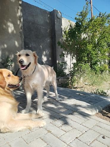 it yemi satilir: Qızılı Retriver – səmimi və mehriban ailə iti - Cins: Golden — 4
